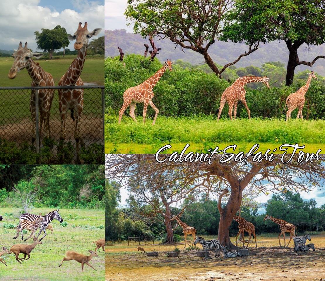 calauit safari tours (1)